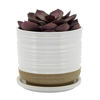 Picture of Ceramic 6" Textured Planter with Saucer - White