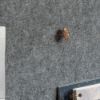 Picture of Anda Norr Wall Mount Desk - Pearl Oak