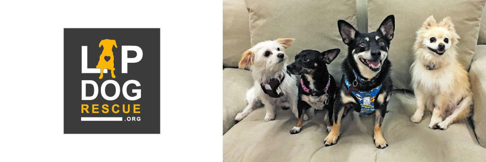 Lap Dog Rescue New Mexico